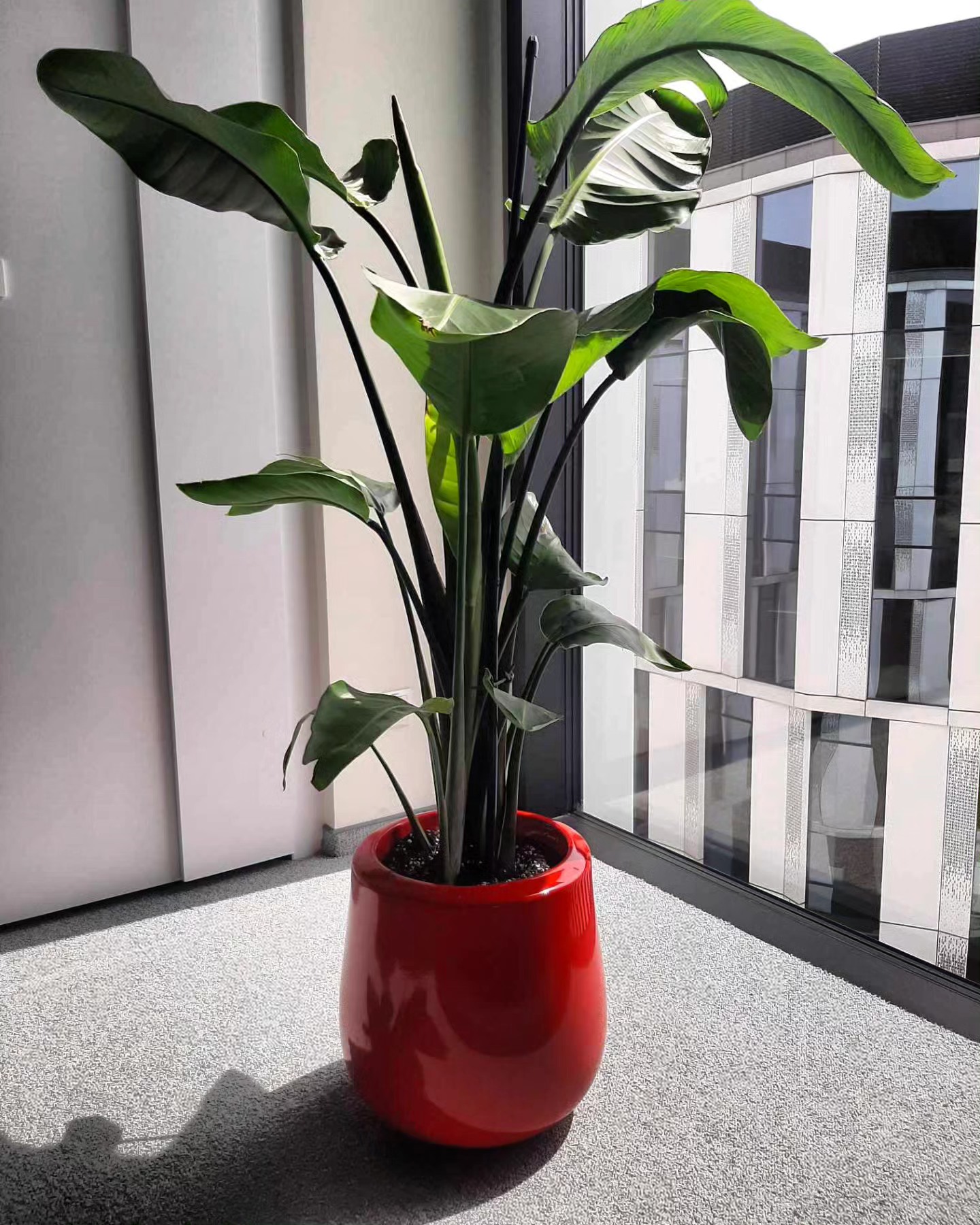 491232691_1240278118100897_6557185583371005019_n